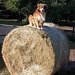 Max